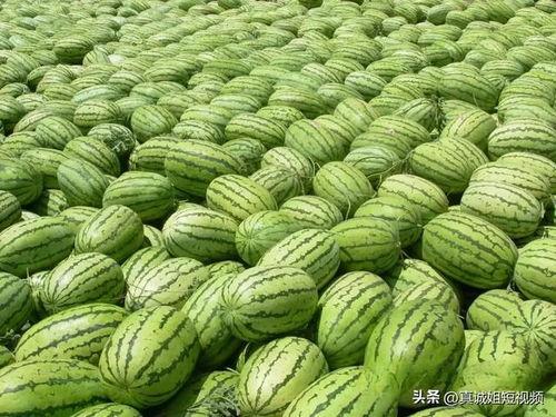 热门大瓜每日必吃大瓜 国内吃瓜爆料黑料,热门大瓜每日必吃，国内吃瓜爆料黑料大盘点