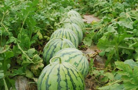 热门大瓜每日必吃大瓜 国内吃瓜爆料黑料,热门大瓜每日必吃，国内吃瓜爆料黑料大盘点